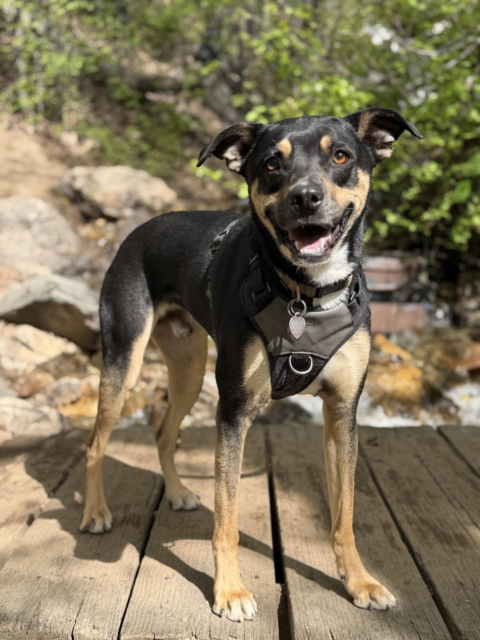 Enlarge Herkimer, a Adoptable Shepherd in Salt Lake City, UT image 2/3