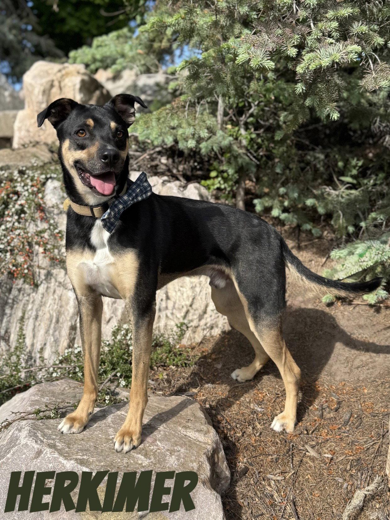 Enlarge Herkimer, a Adoptable Shepherd in Salt Lake City, UT image 3/3