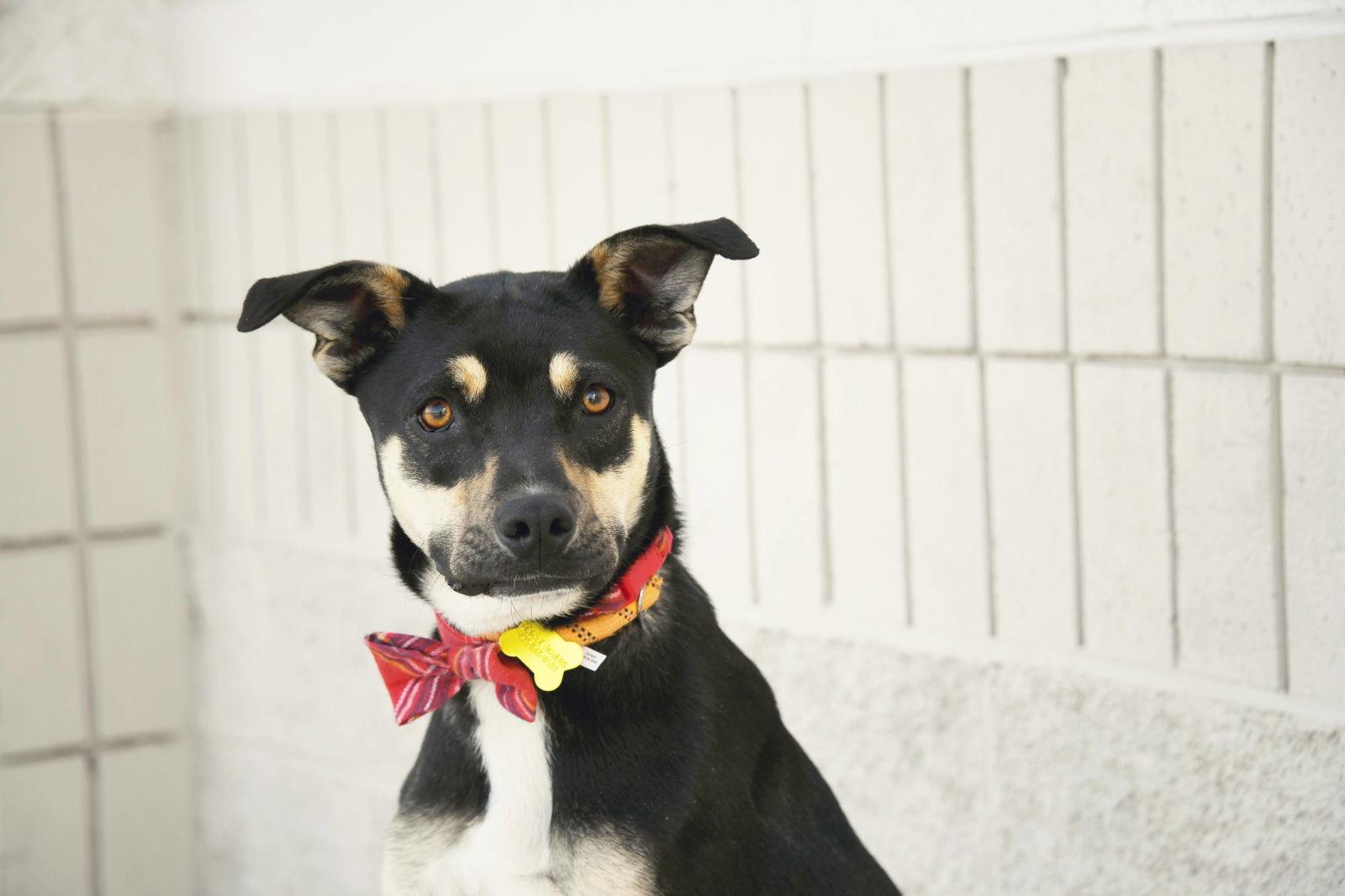 Enlarge Herkimer, a Adoptable Shepherd in Salt Lake City, UT image 3/3