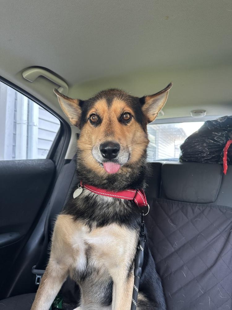 Wooffles, a Adoptable mixed breed in Reynoldsburg, OH image 1/5