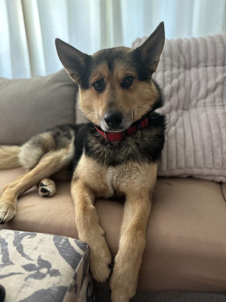 Wooffles, a Adoptable mixed breed in Reynoldsburg, OH image 2/5
