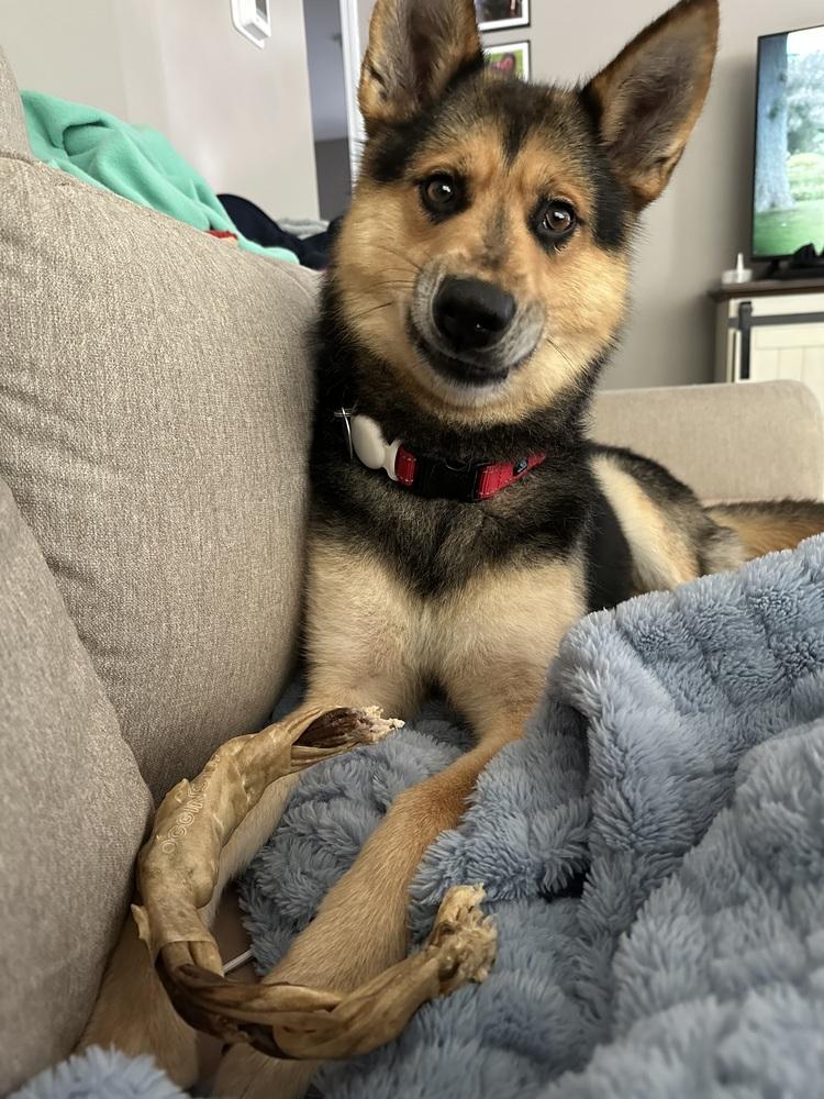 Wooffles, a Adoptable mixed breed in Reynoldsburg, OH image 4/5
