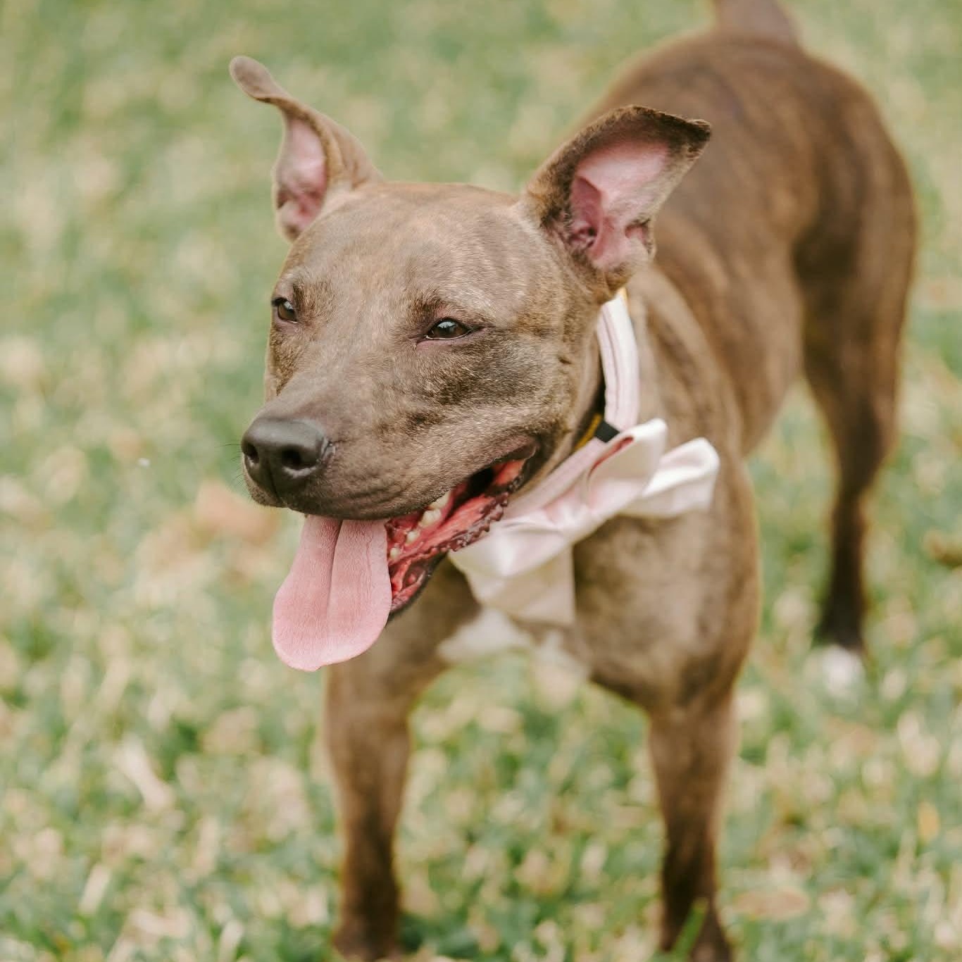 Alfalfa, a ADOPTABLE Staffordshire Bull Terrier in Yonkers, NY image 3/6