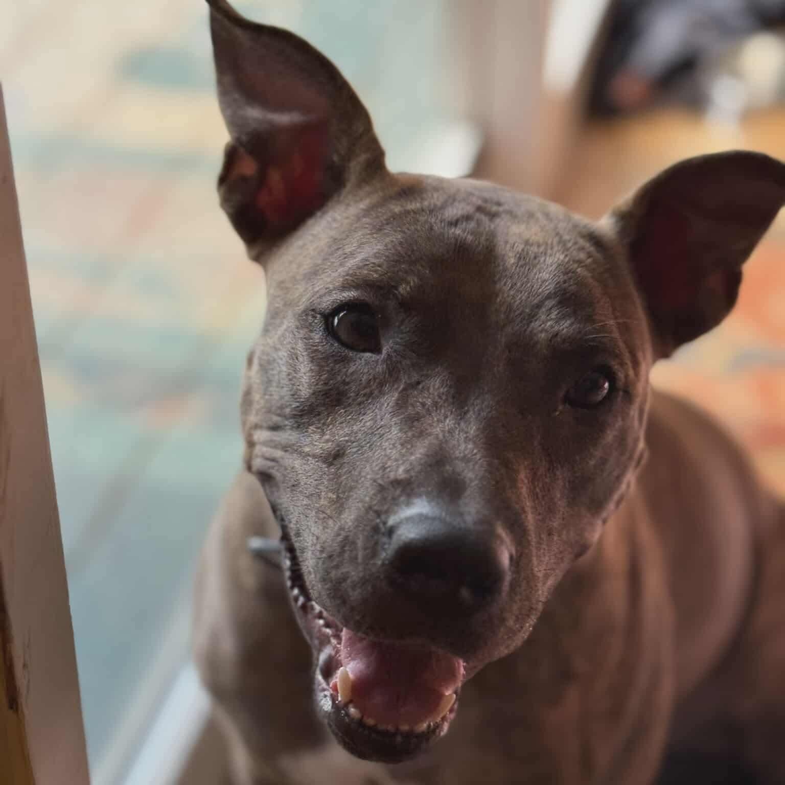 Alfalfa, a ADOPTABLE Staffordshire Bull Terrier in Yonkers, NY image 1/6