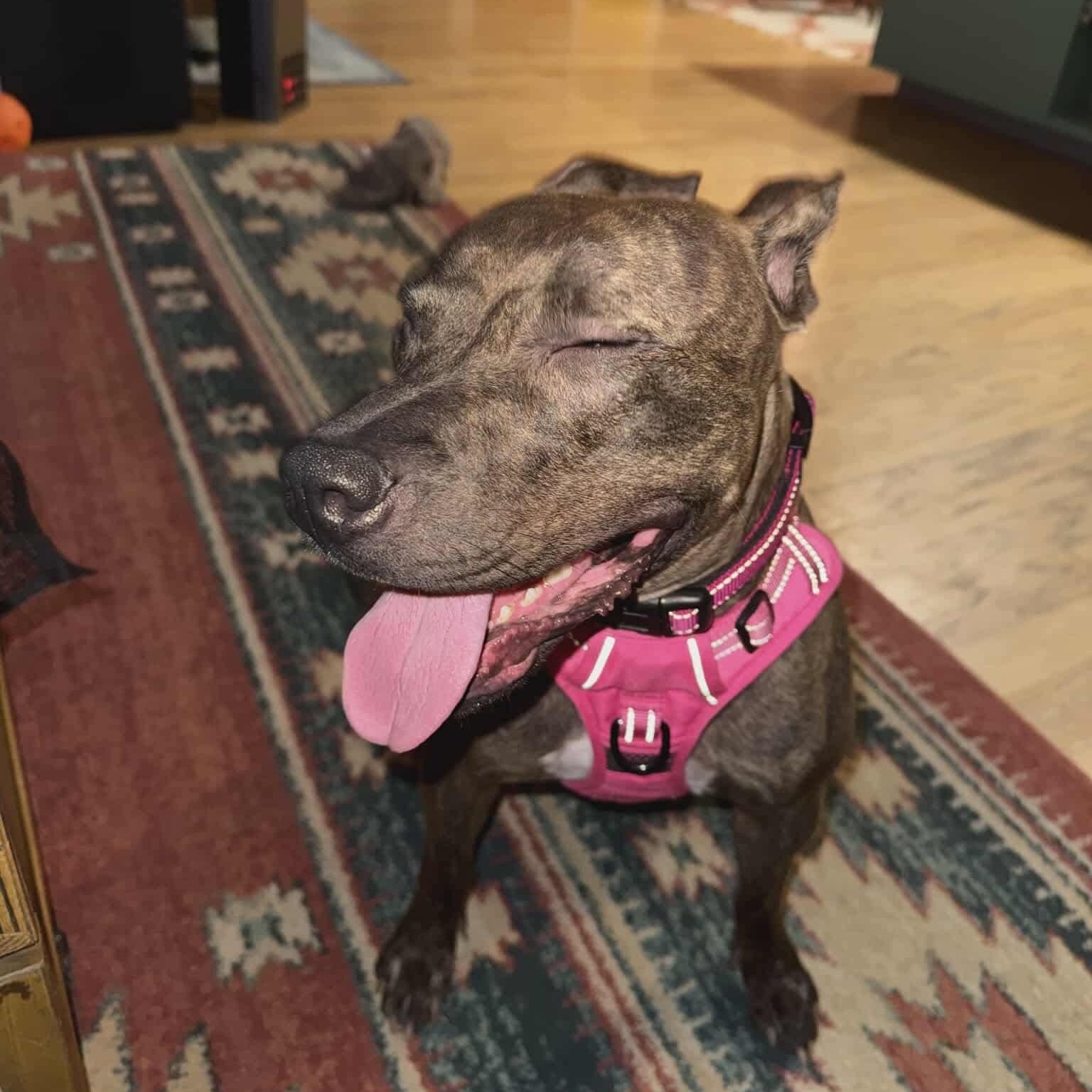 Alfalfa, a ADOPTABLE Staffordshire Bull Terrier in Yonkers, NY image 4/6