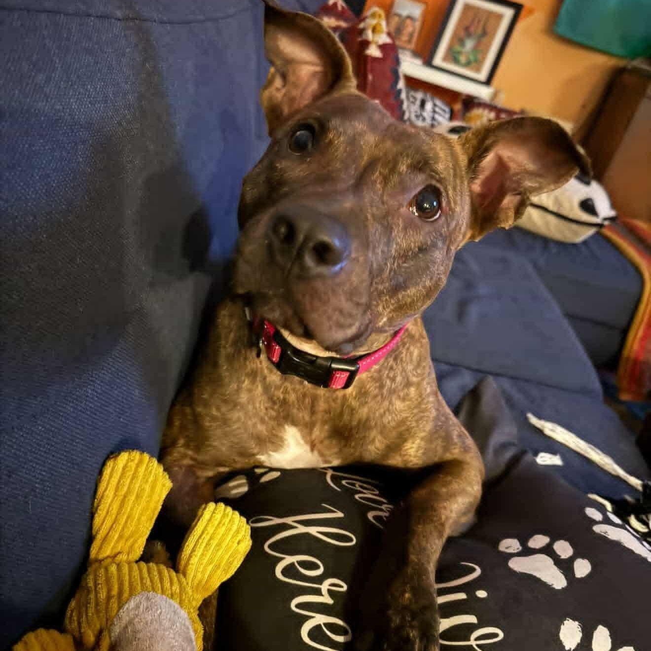 Alfalfa, a ADOPTABLE Staffordshire Bull Terrier in Yonkers, NY image 5/6