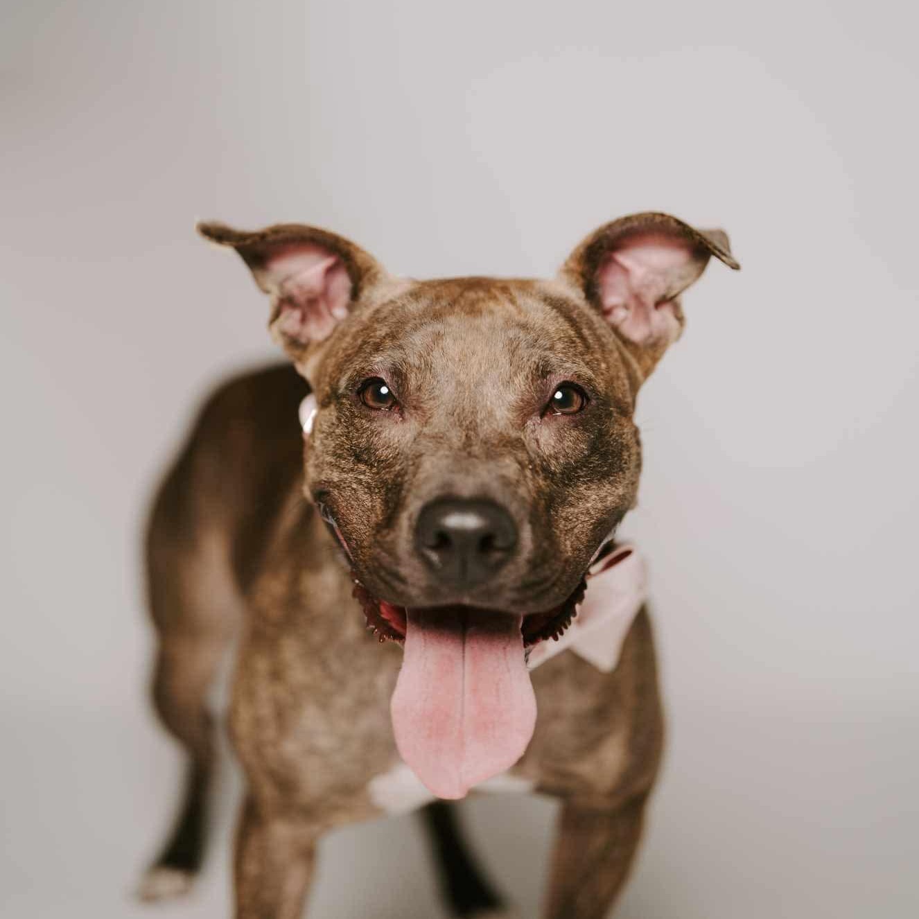 Alfalfa, a ADOPTABLE Staffordshire Bull Terrier in Yonkers, NY image 2/6