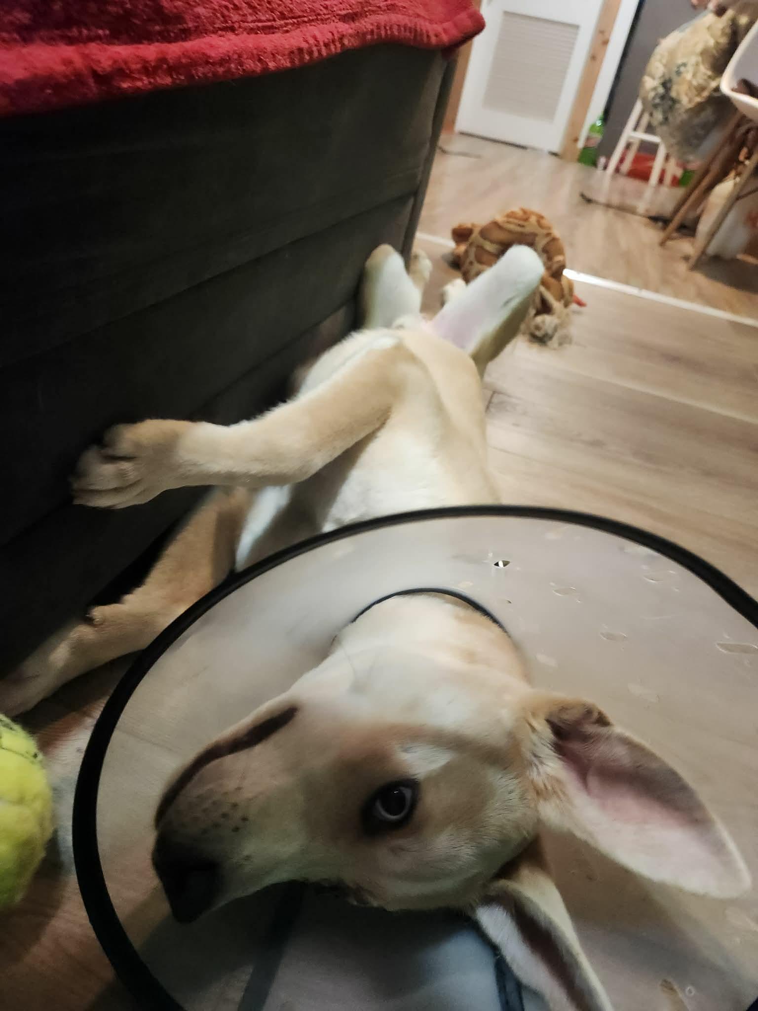 Enlarge Patches, a ADOPTABLE mixed breed in Grand Rapids, MI image 3/3