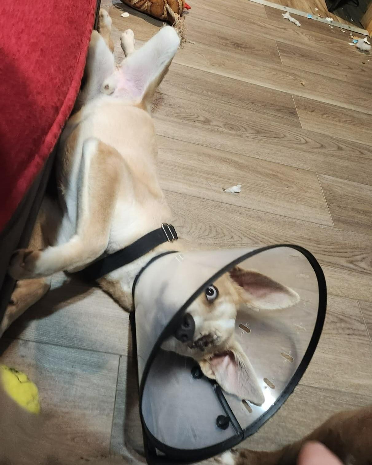 Enlarge Patches, a ADOPTABLE mixed breed in Grand Rapids, MI image 2/3