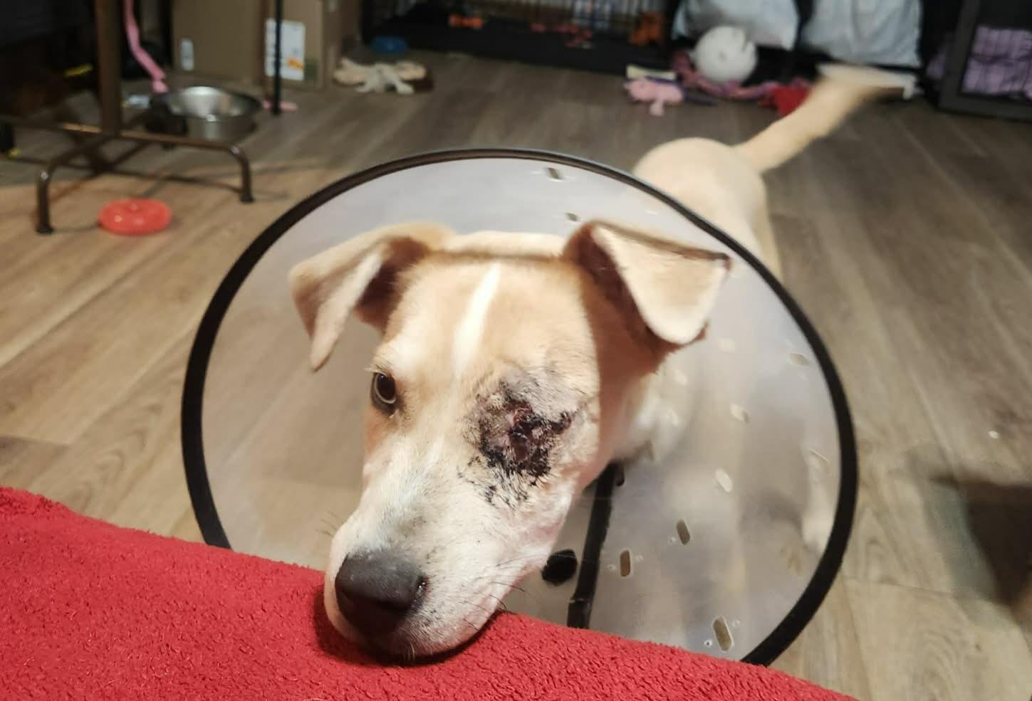 Enlarge Patches, a ADOPTABLE mixed breed in Grand Rapids, MI image 1/3