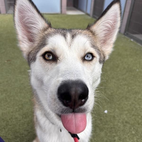 Pawdrey Hepburn, Adoptable, Adult Female Husky & Mixed Breed.