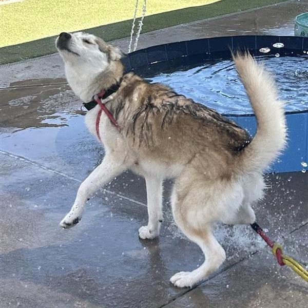 Pawdrey Hepburn, a Adoptable mixed breed in Phoenix, AZ image 2/6