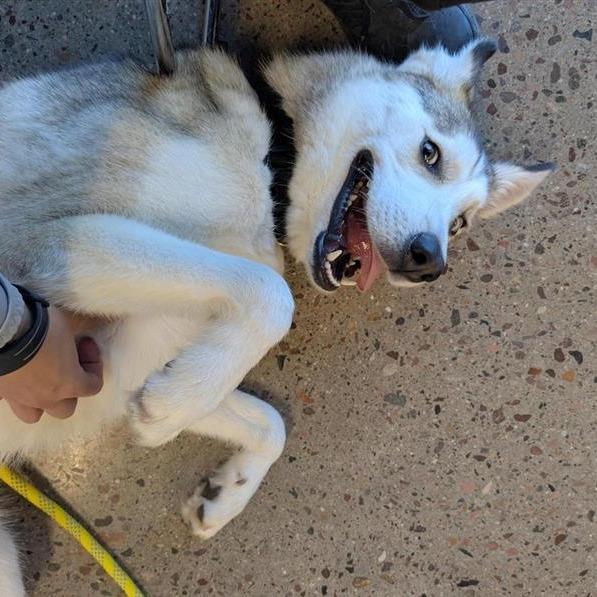 Pawdrey Hepburn, a Adoptable mixed breed in Phoenix, AZ image 3/6