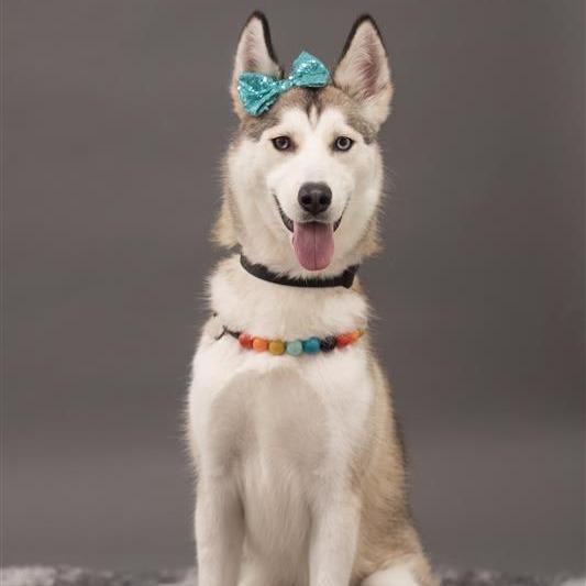 Pawdrey Hepburn, a Adoptable mixed breed in Phoenix, AZ image 4/6