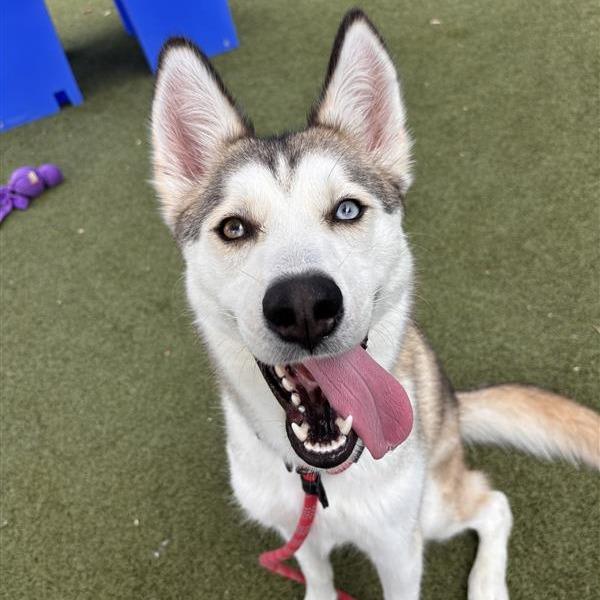 Pawdrey Hepburn, a Adoptable mixed breed in Phoenix, AZ image 5/6