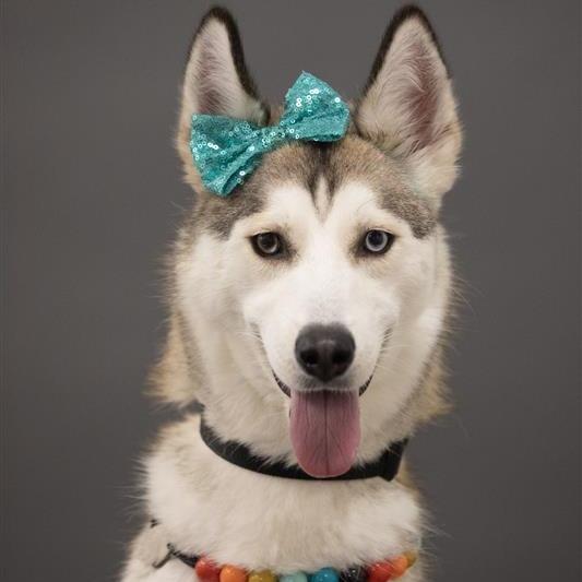 Pawdrey Hepburn, a Adoptable mixed breed in Phoenix, AZ image 6/6