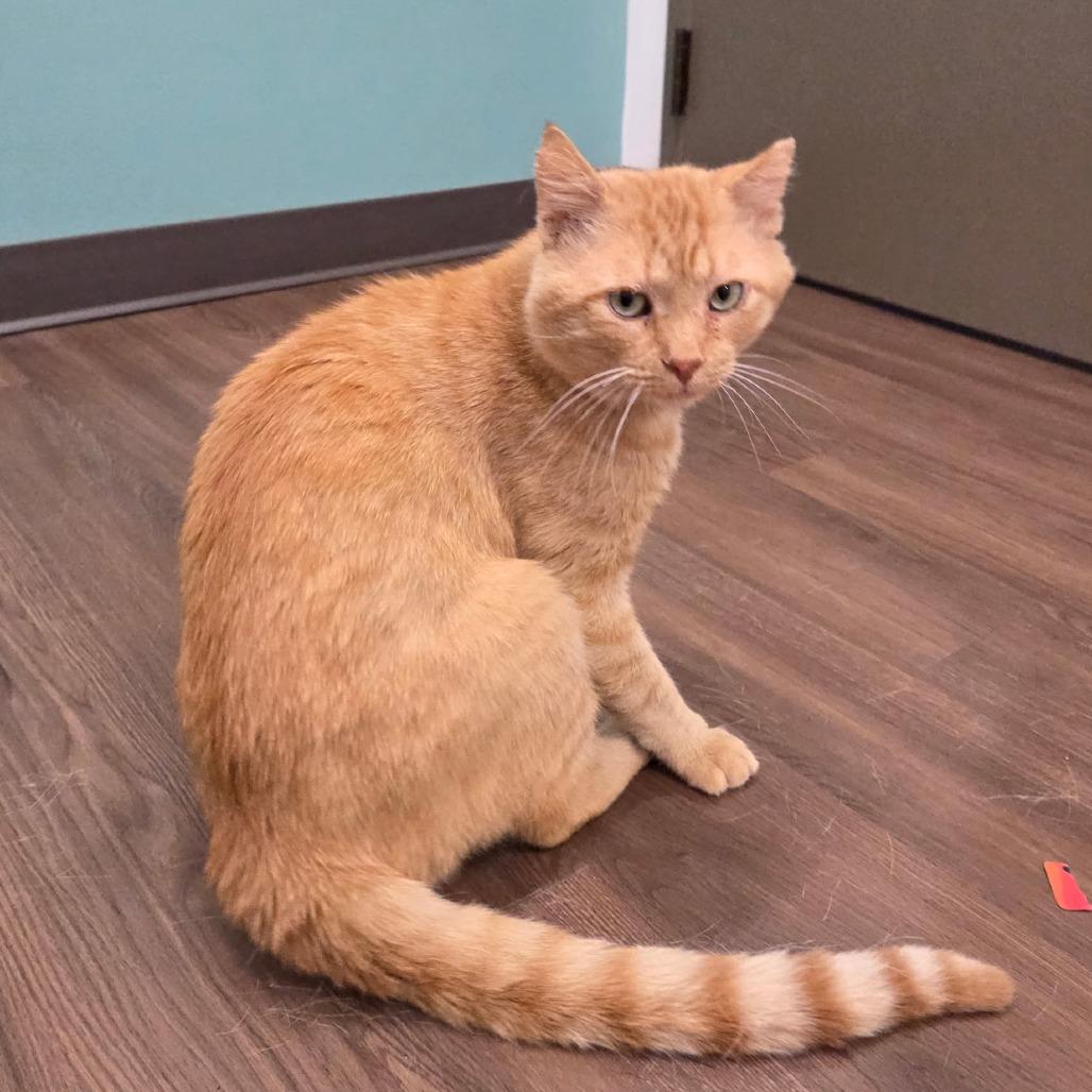 Enlarge Mikey, a Adoptable Domestic Medium Hair in Nashville, IN image 1/6