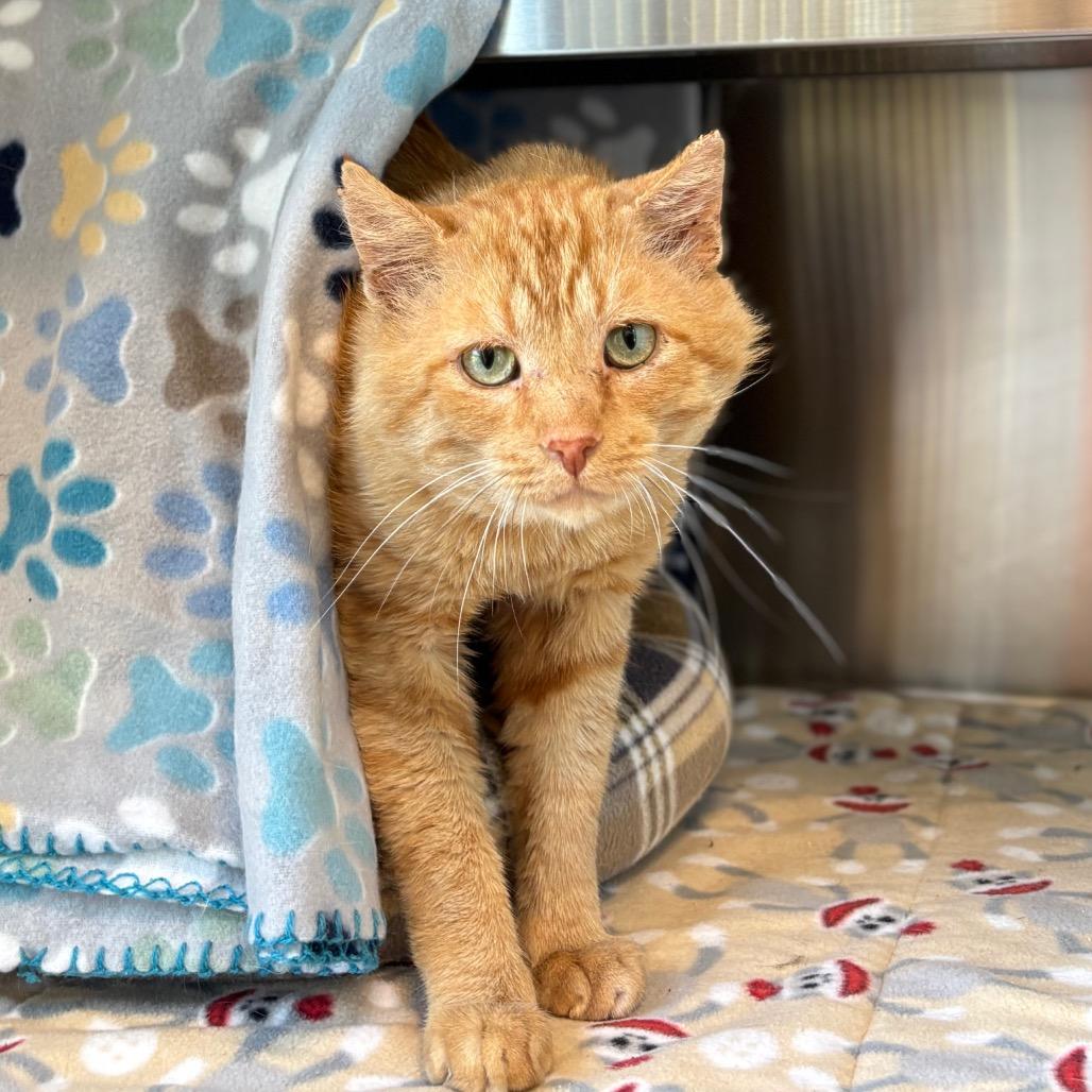 Enlarge Mikey, a Adoptable Domestic Medium Hair in Nashville, IN image 2/6