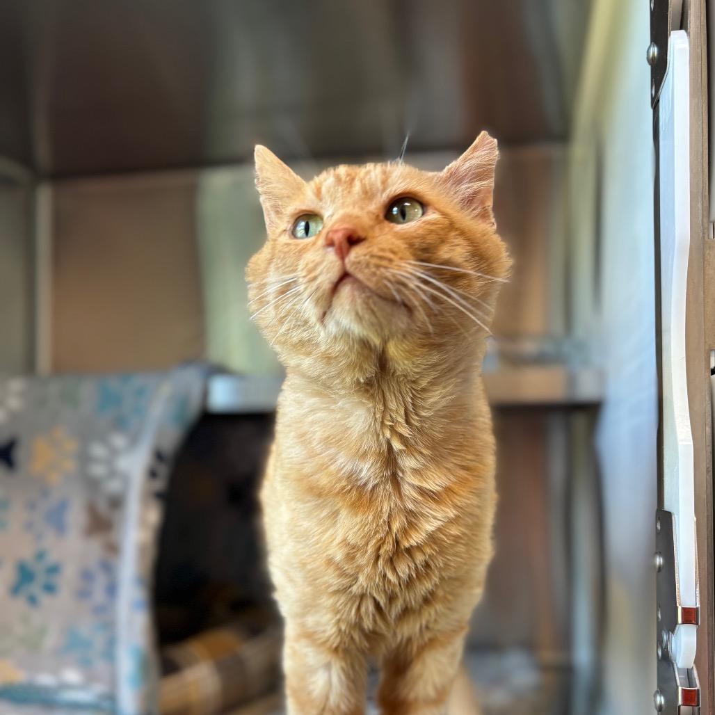 Enlarge Mikey, a Adoptable Domestic Medium Hair in Nashville, IN image 3/6
