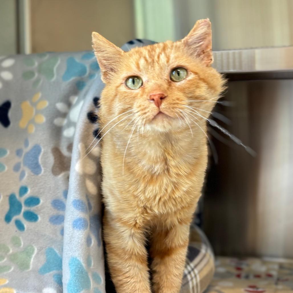 Enlarge Mikey, a Adoptable Domestic Medium Hair in Nashville, IN image 4/6
