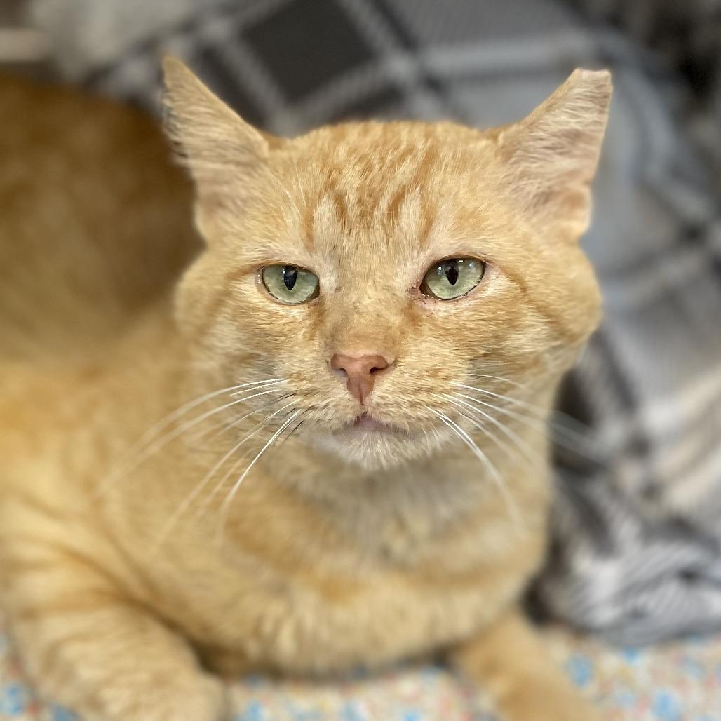 Enlarge Mikey, a Adoptable Domestic Medium Hair in Nashville, IN image 5/6