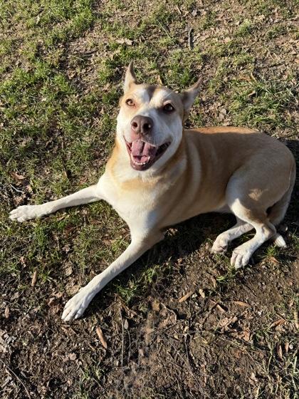 Enlarge Dakoda, a Adoptable mixed breed in Knoxville, TN image 1/3