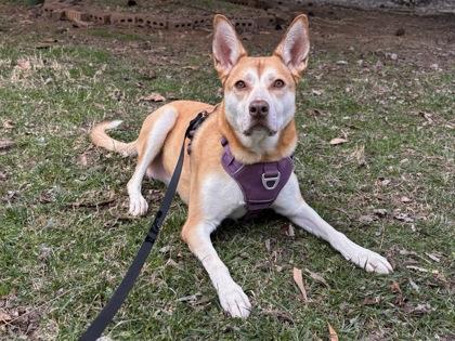 Dakoda, Adoptable, Adult Female Shepherd & Mixed Breed.