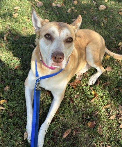 Enlarge Dakoda, a Adoptable mixed breed in Knoxville, TN image 2/3