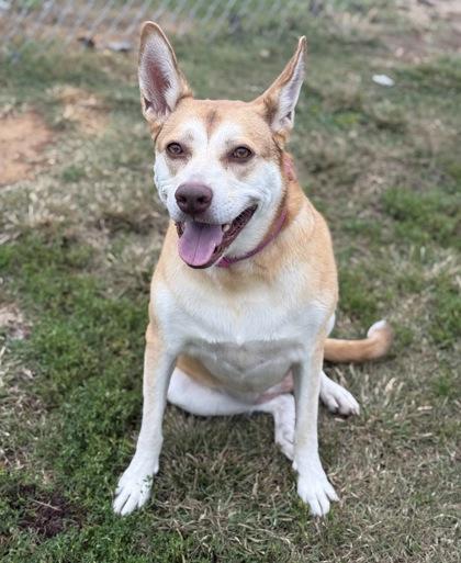 Enlarge Dakoda, a Adoptable mixed breed in Knoxville, TN image 3/3