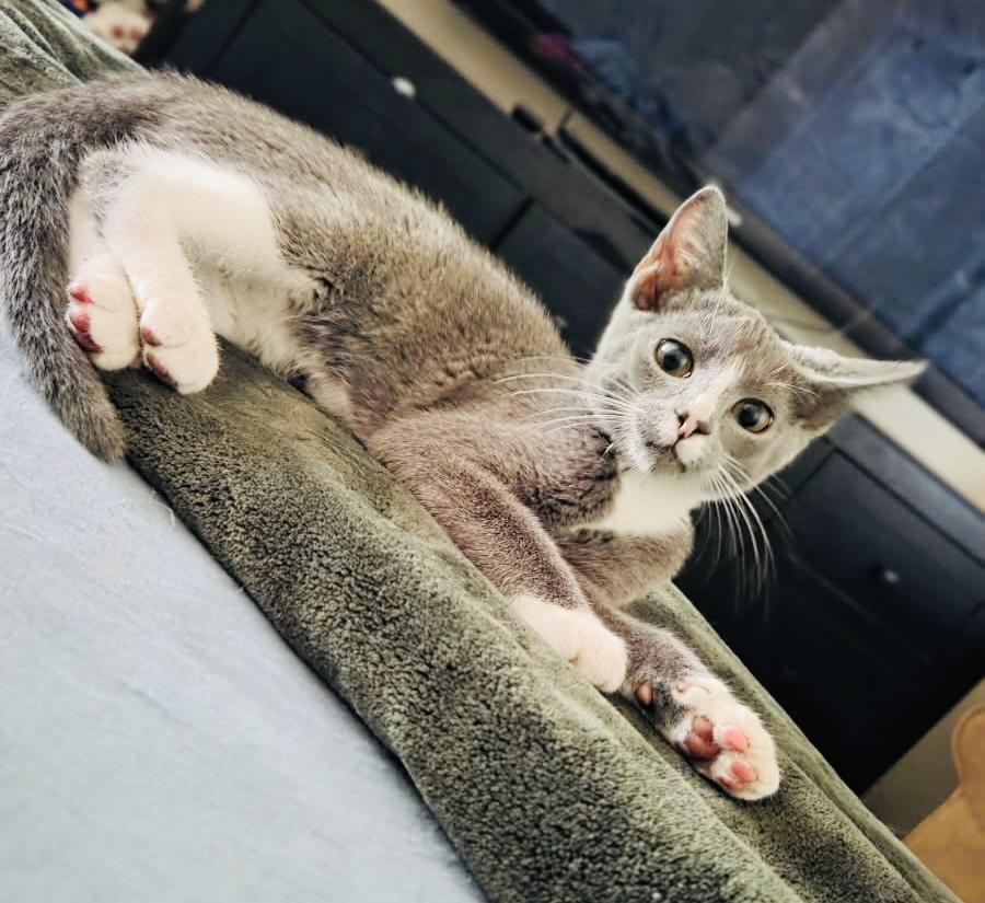 Aries, adopted, Kitten Male American Shorthair.