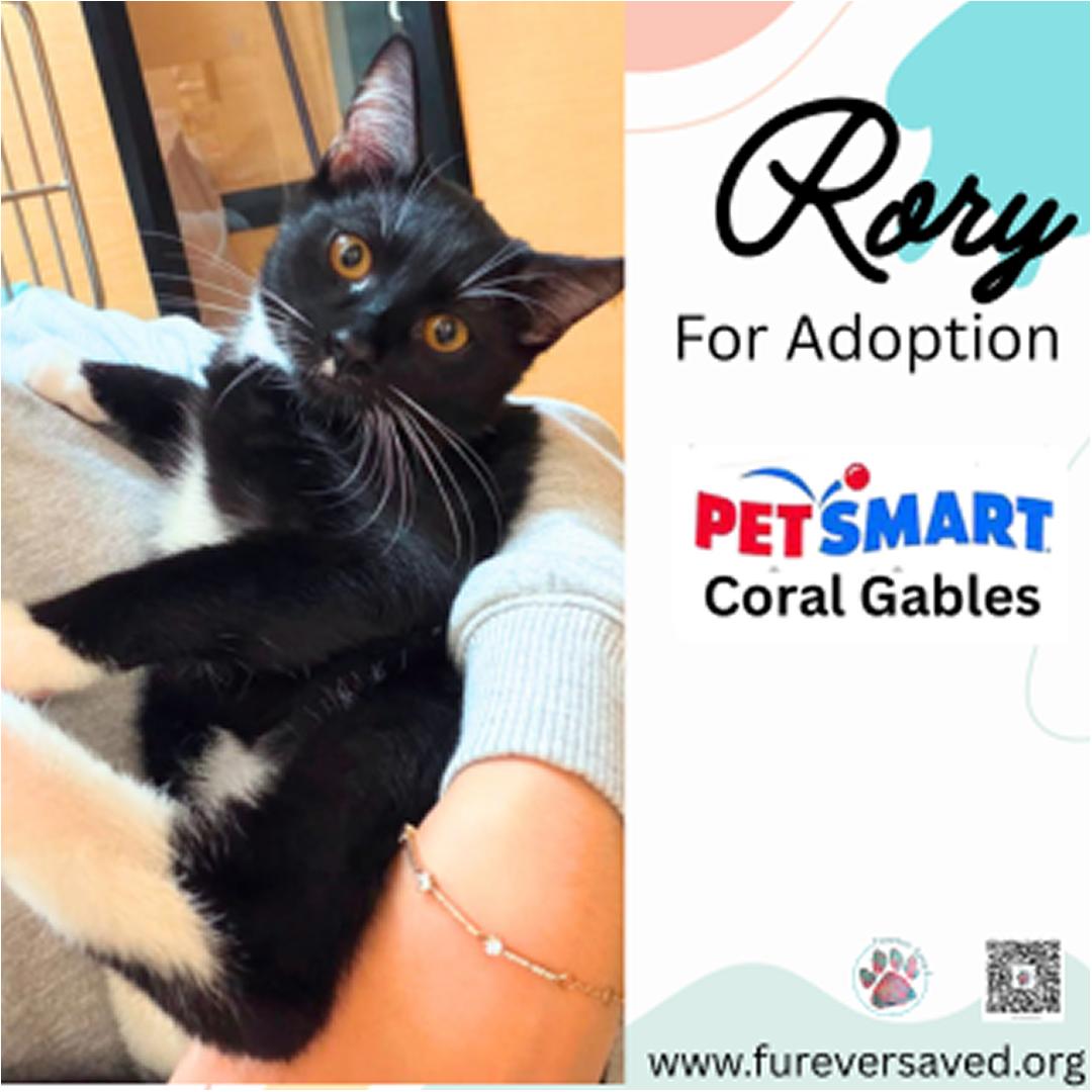 Enlarge Rory, a Adoptable Domestic Short Hair in Miami, FL image 2/2