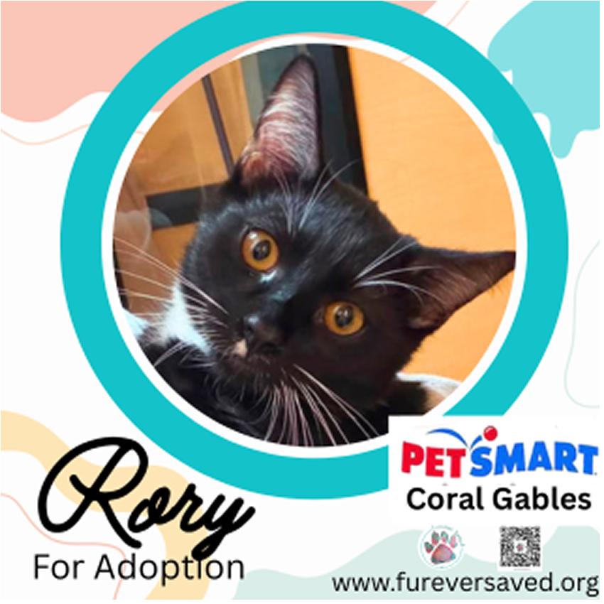 Rory, Adoptable, Kitten Female Domestic Short Hair.