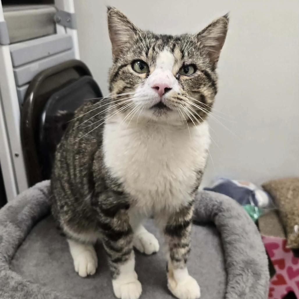 Popeye, Adoptable, Adult Male Domestic Short Hair.