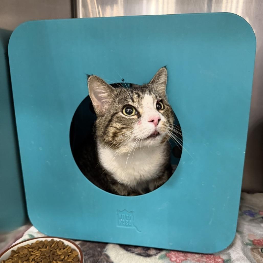 Enlarge Popeye, a Adoptable Domestic Short Hair in Williston, FL image 2/6