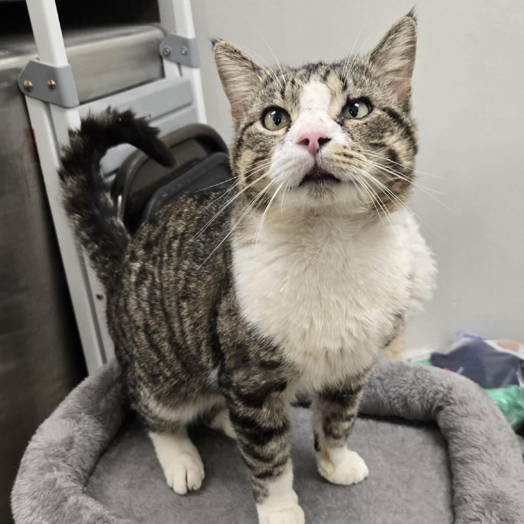 Enlarge Popeye, a Adoptable Domestic Short Hair in Williston, FL image 3/6