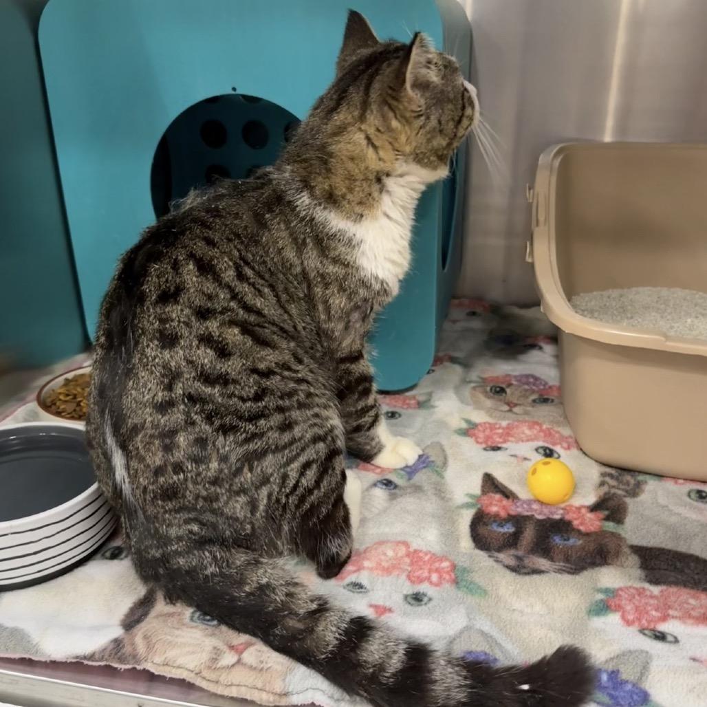 Enlarge Popeye, a Adoptable Domestic Short Hair in Williston, FL image 4/6