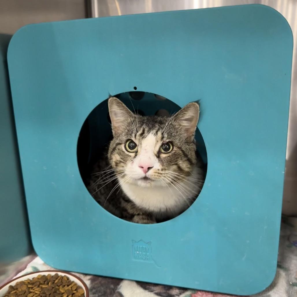 Enlarge Popeye, a Adoptable Domestic Short Hair in Williston, FL image 5/6