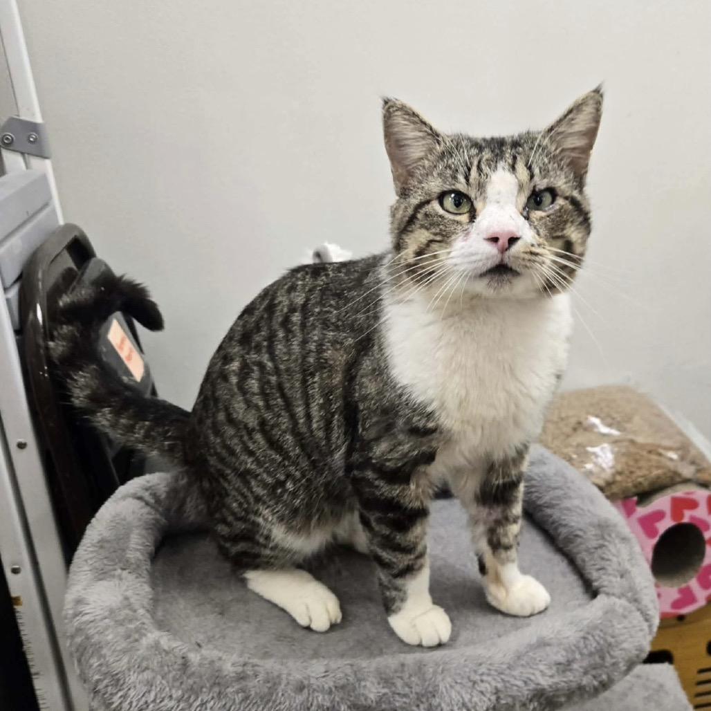 Enlarge Popeye, a Adoptable Domestic Short Hair in Williston, FL image 6/6