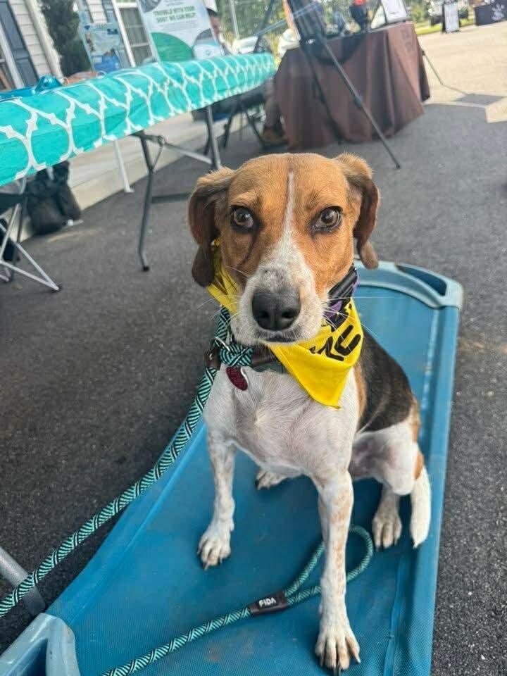 Lucy, Adoptable, Young Female Beagle.