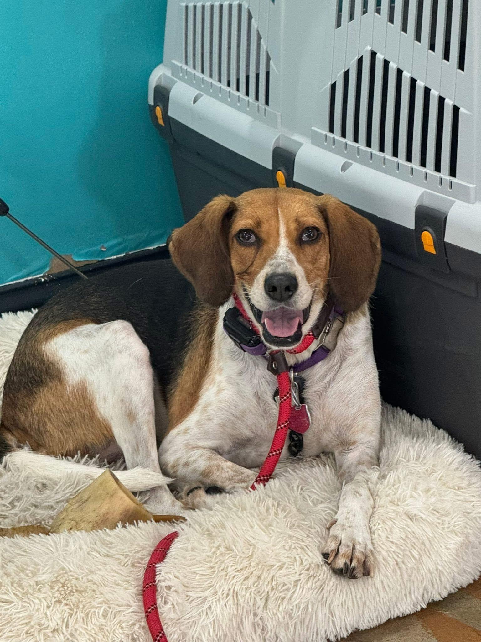 Lucy, a Adoptable mixed breed in Jackson , NJ image 2/5