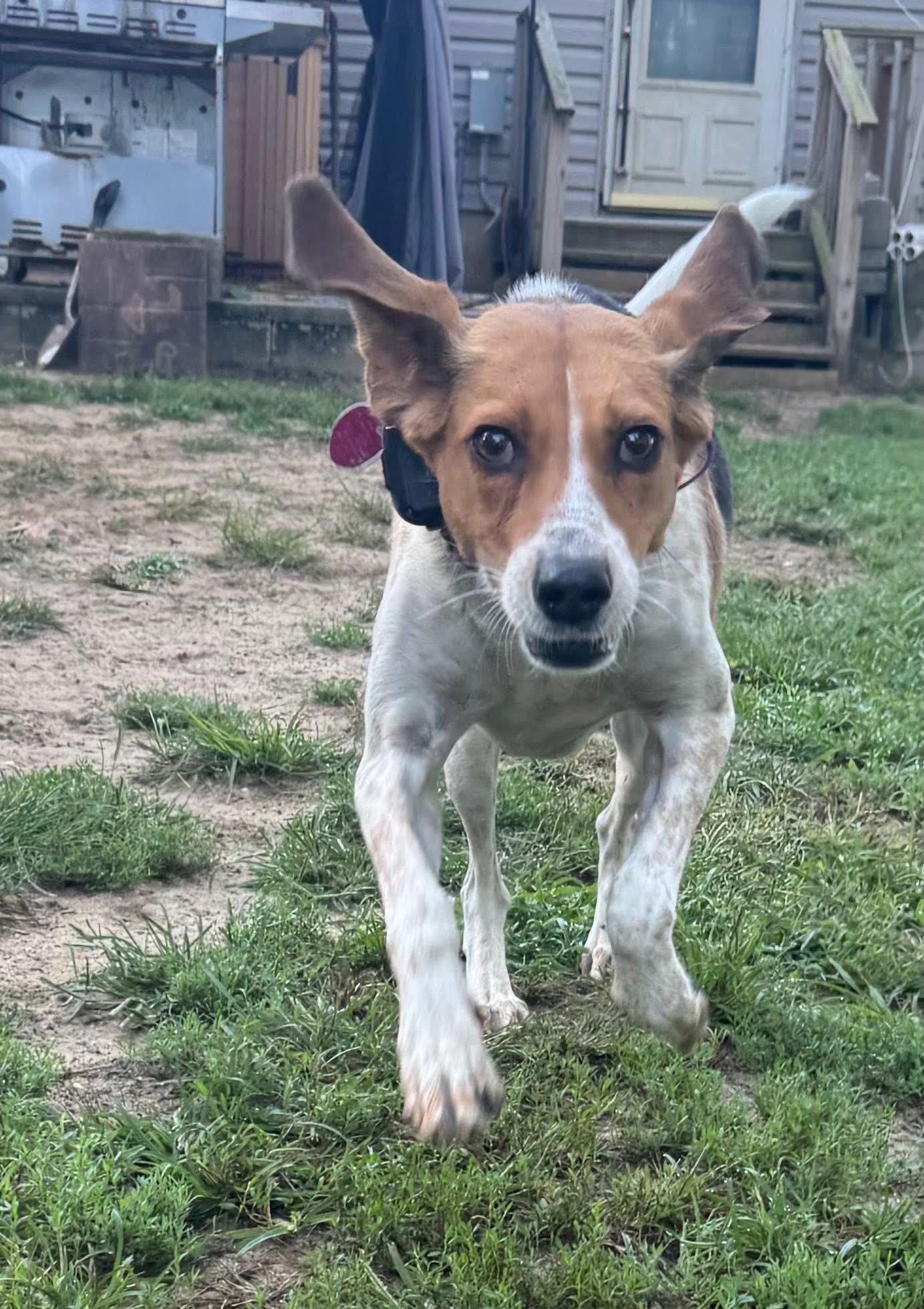 Lucy, a Adoptable mixed breed in Jackson , NJ image 4/5