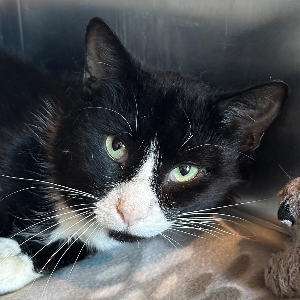 Mick Jagger, Adoptable, Adult Male Domestic Short Hair.