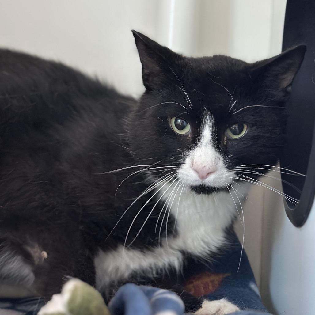 Mick Jagger, a Adoptable Domestic Short Hair in Matteson, IL image 2/6