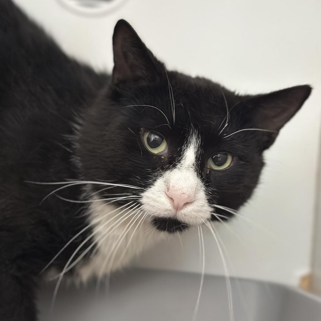 Mick Jagger, a Adoptable Domestic Short Hair in Matteson, IL image 3/6