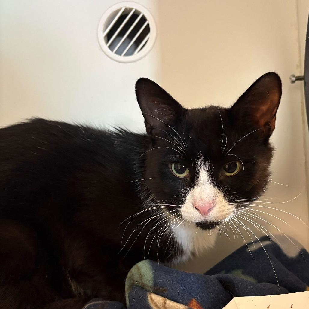 Mick Jagger, a Adoptable Domestic Short Hair in Matteson, IL image 4/6