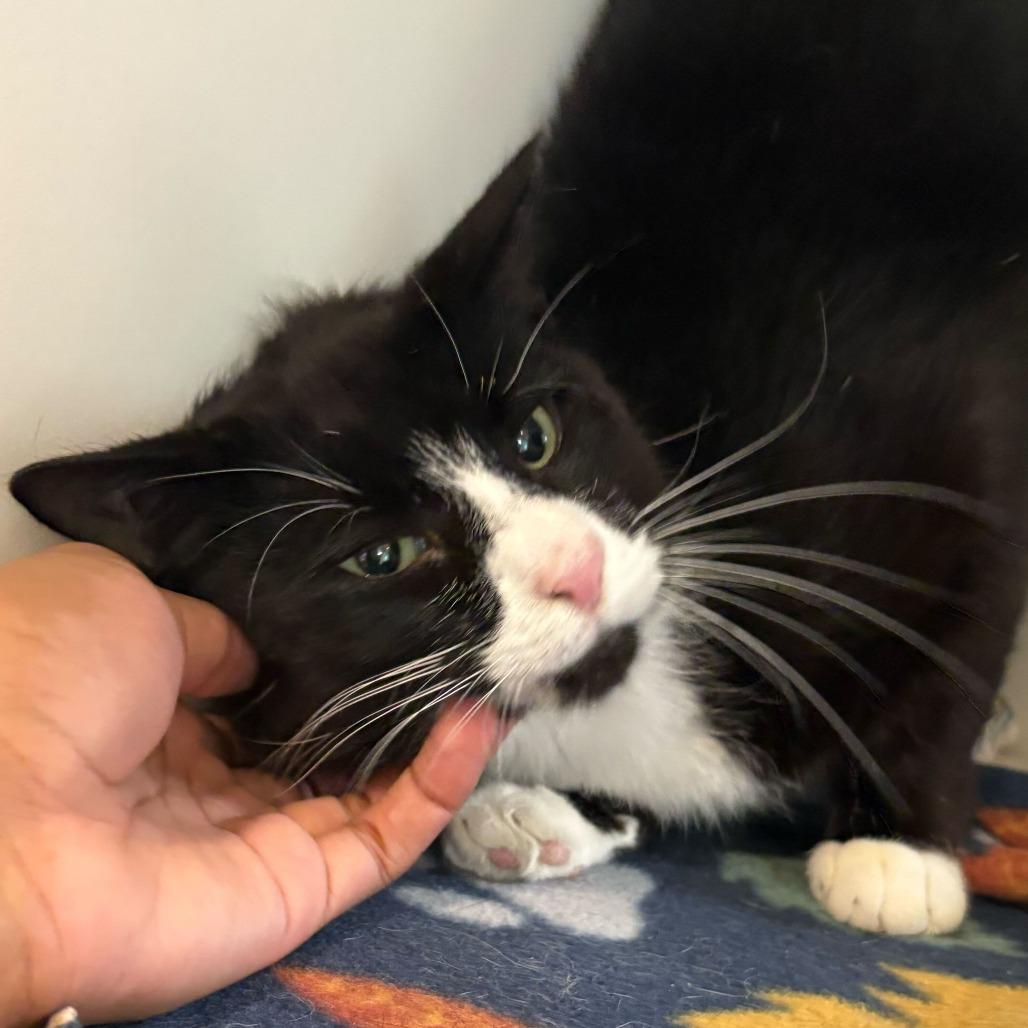 Mick Jagger, a Adoptable Domestic Short Hair in Matteson, IL image 5/6