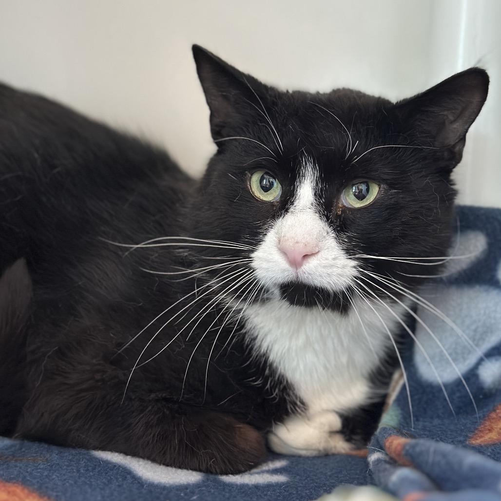Mick Jagger, a Adoptable Domestic Short Hair in Matteson, IL image 6/6
