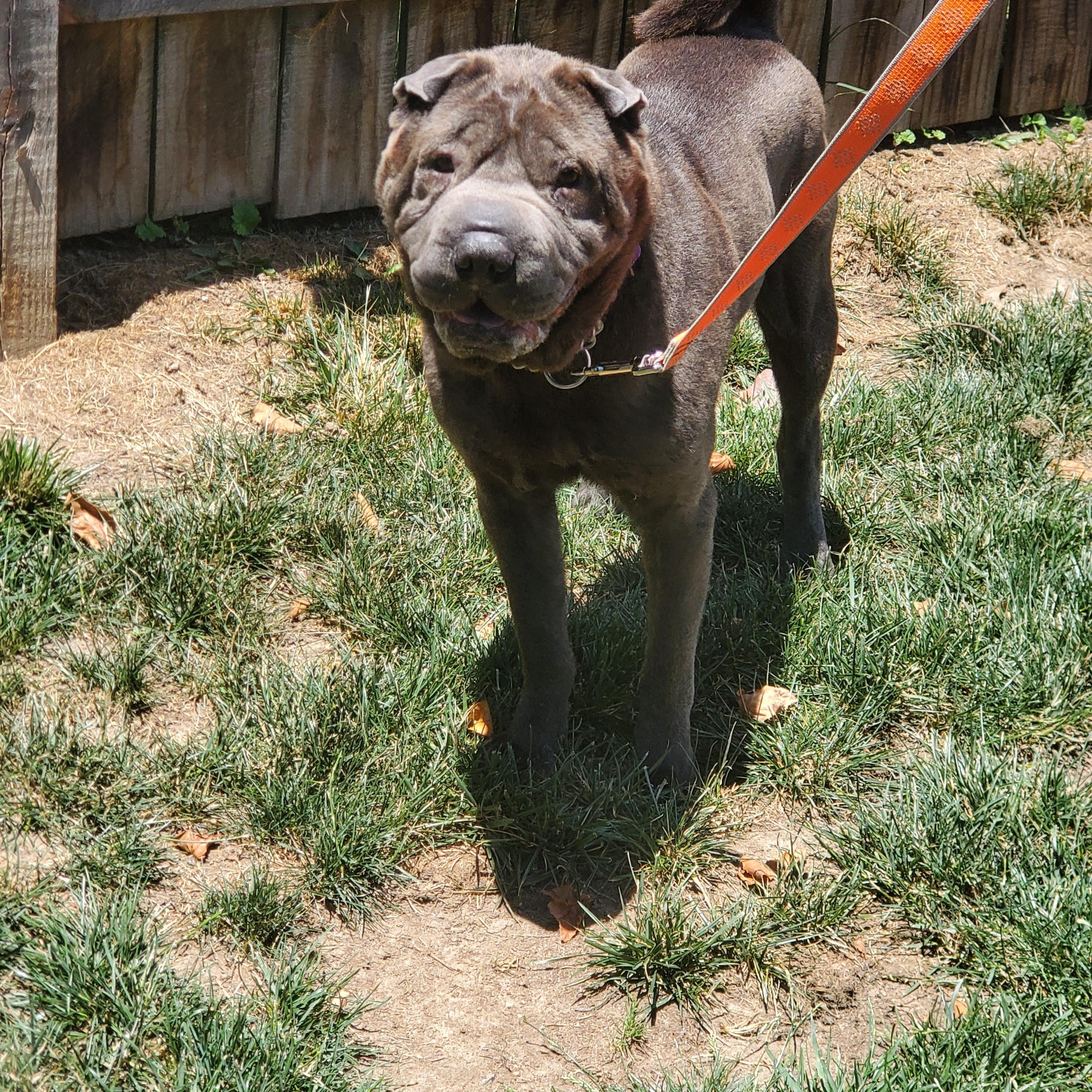 CHUBBY, an adopted Shar-Pei in Olney, MD image 1/3