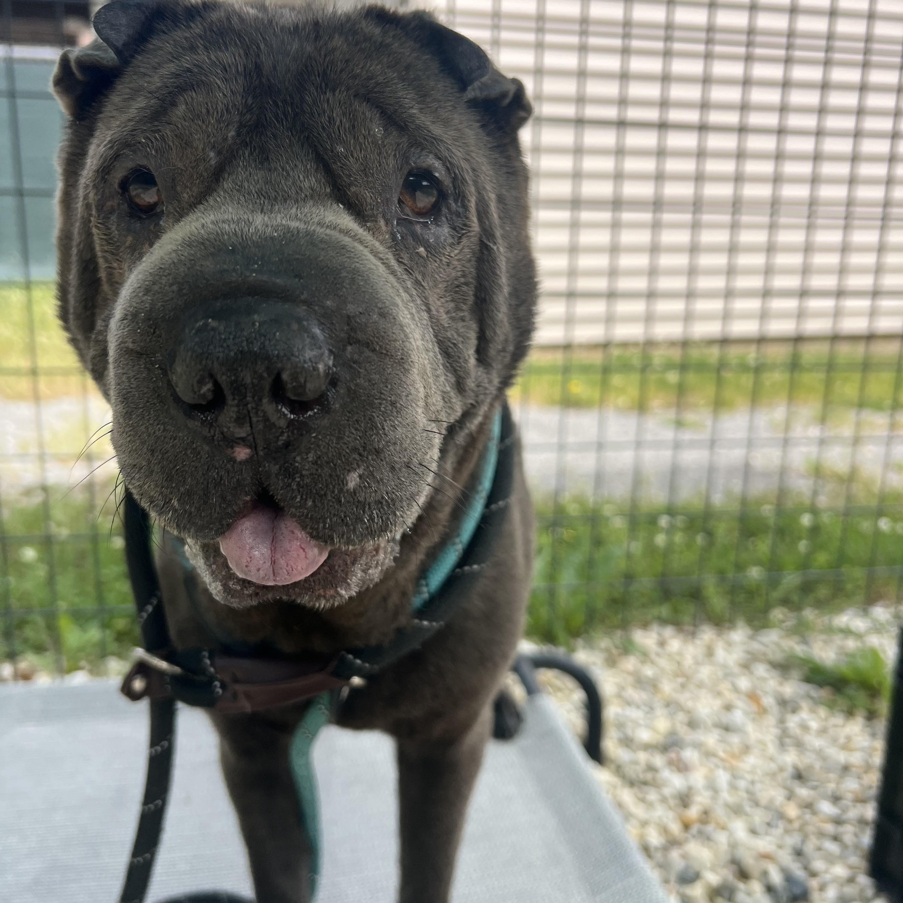CHUBBY, an adopted Shar-Pei in Olney, MD image 3/3
