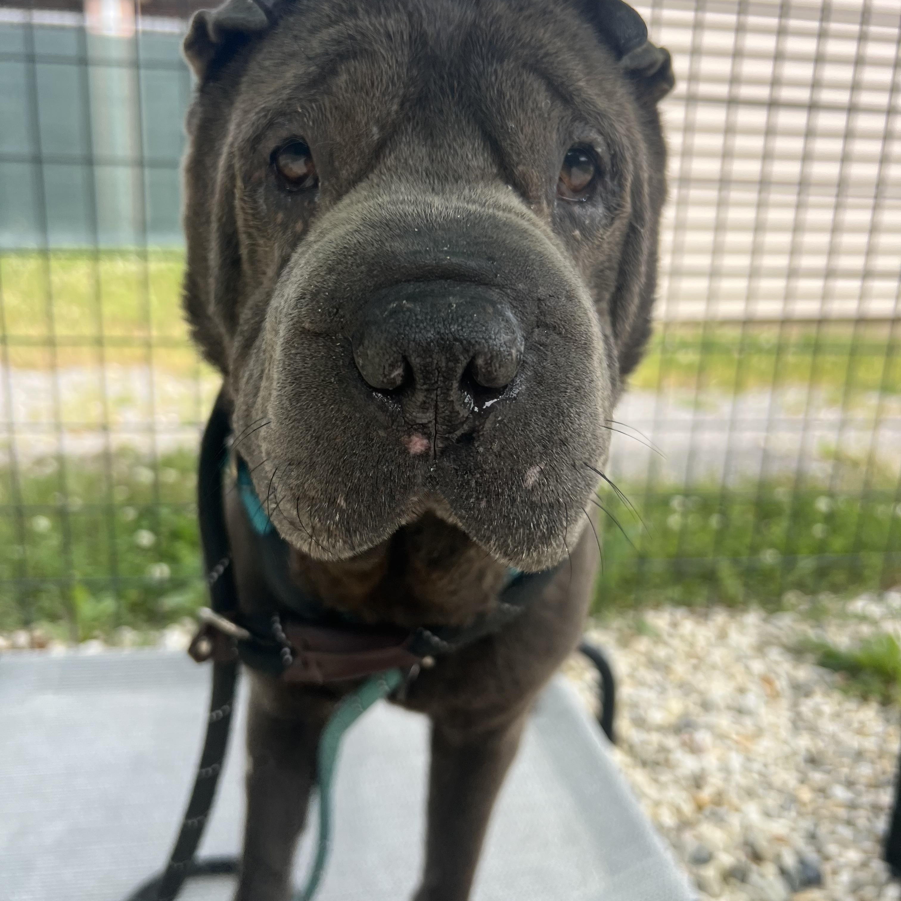 CHUBBY, an adopted Shar-Pei in Olney, MD image 2/3